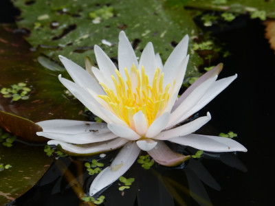 2018-08-11 Nymphaea 'Arc en Ciel' 1.jpg