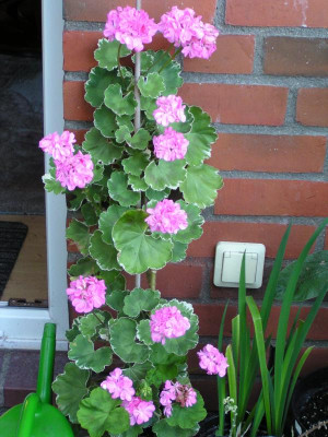 Pelargonien 002.JPG