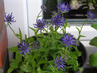 Phyteumas 003.JPG