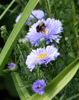 2018-08-11 Gartenimpressionen 7.jpg