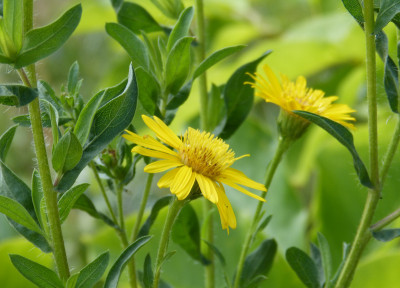 2018-08-11 Goldaster - Heterotheca camporum.jpg