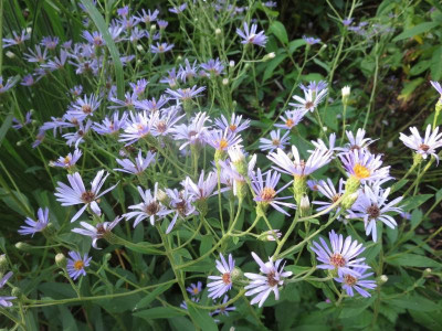 Aster x herveyi `Twilight´_7296.jpg