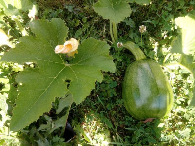Zucchini oder Kürbis.jpg