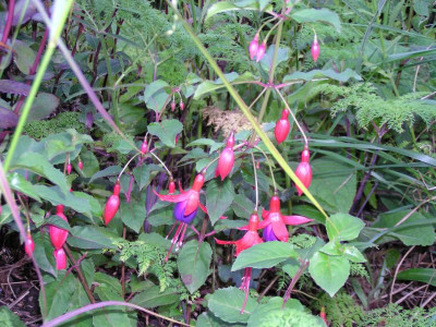Garten20150919 010.JPG