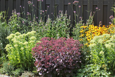 Sedum 2 Aug 2018 IMG_9261.jpg