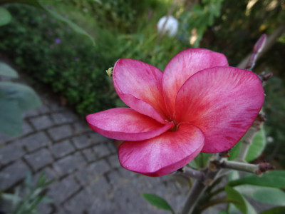 Plumeria super round.JPG