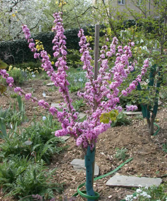 Chin._Judasbaum_Avondale_001__R_33149.jpg