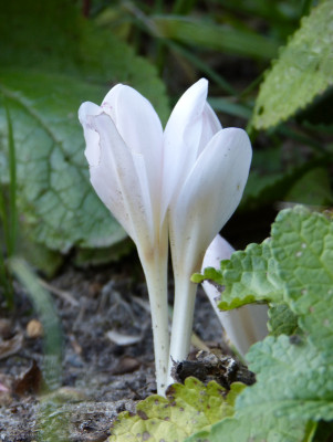 2018-08-11 Colchicum byzantinum 'Album' 1.jpg