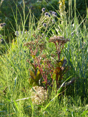 2018-08-11 Gartenimpressionen 9.jpg