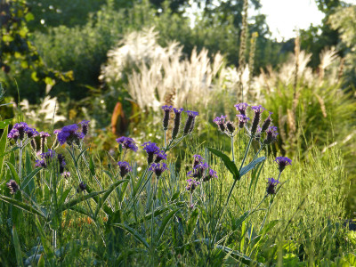 2018-08-11 Gartenimpressionen 12.jpg