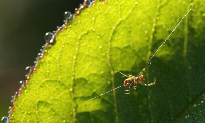 Spinnentierchen-1.jpg