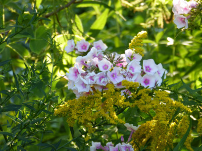 2018-08-11 Gartenimpressionen 13.jpg