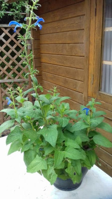 20180812_Salvia patens.jpg
