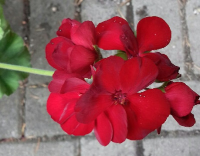 20180812_Calliope Dark Red.jpg