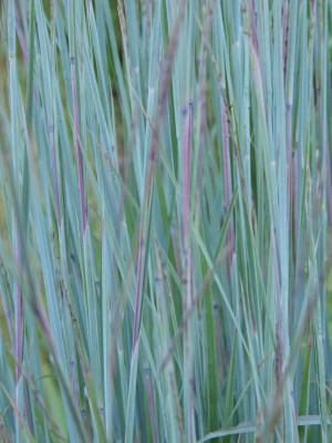 2018-08-12 Gräser Schizachyrium scoparium 'Blue Heaven'.jpg