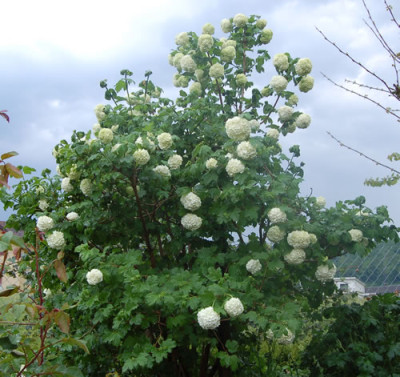 Gefullter_Schneeball_001__S2_2086.jpg