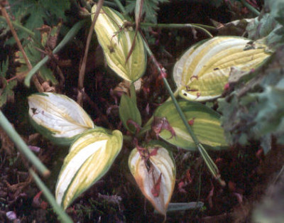 Unbekannte_Hosta_im_Juli.jpg