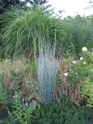 2018-08-05 Gräser Schizachyrium scoparium 'Blue Heaven'.jpg