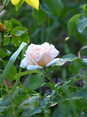 2018-08-12 Rosen 'Andre le Notre'.jpg