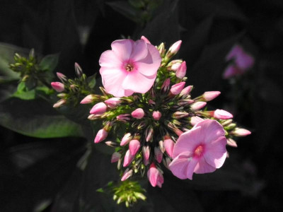 Herbstwalzer 2018-08-10 02.jpg.JPG