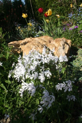 PHLOX2.JPG