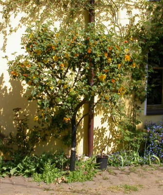 Fremontodendron_ganz.jpg