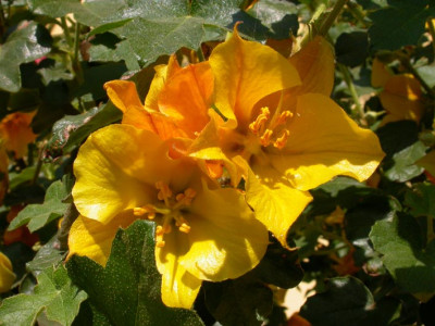 Fremontodendron_Blute.jpg