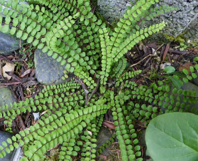 Asplenium trichomanes ssp. trichomanes  ...  12.8.18 045.jpg