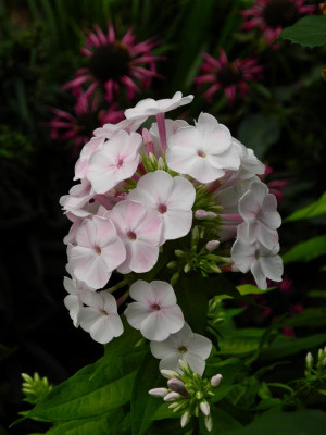 Apfelblüte 2018-08-04 02-jpg.JPG