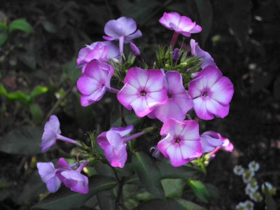 Dihanie Arktiti 2018-08-10 01.JPG