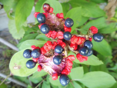 P1050350.JPG