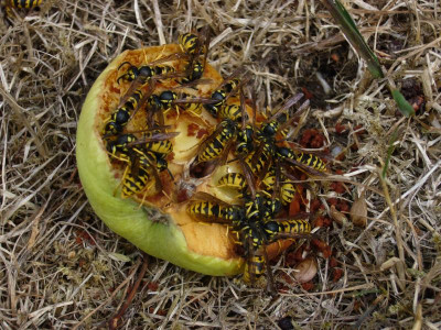 Wespen Apfel 1.JPG