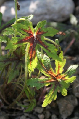 TIARELLA_MINT_CHOCOLATE.JPG