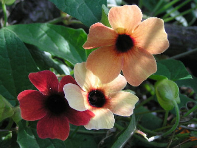 Thunbergia-B-1.jpg