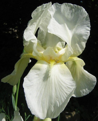 Iris_barbata_eliator_1_20070425_01.jpg
