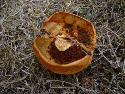 Wespen Apfelrest.JPG