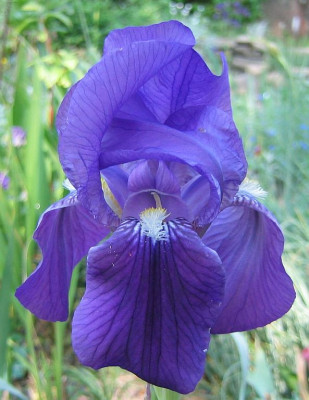 Iris_barbata_media_3_20070425_01.jpg