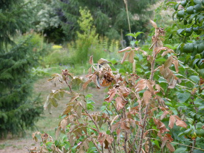 2018-08-13 Rosa rugosa.jpg