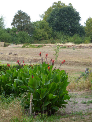 2018-08-13 Gartenausblick.jpg