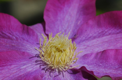 Clematis_X_3_22-04-2007.jpg