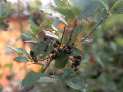 Aronia_im_Juli.jpg