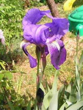 Iris_Korsika8.jpg