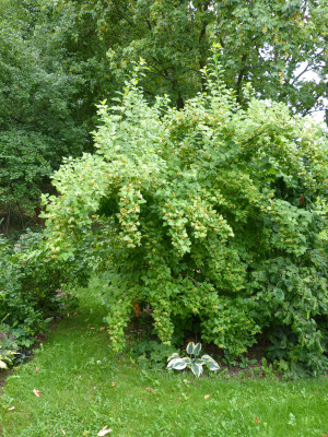 2018-08-13 Physocarpus.jpg
