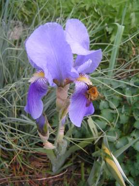 Iris_pallida7.jpg