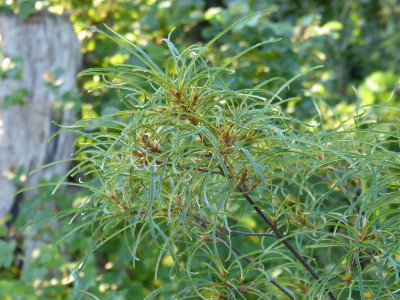 2018-08-12 Rhamnus frangula 'Asplenifolia'.jpg