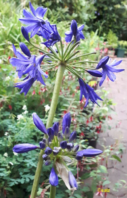 Agapanthus Northern Star 2018.jpg