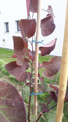 20180814_175343.jpg