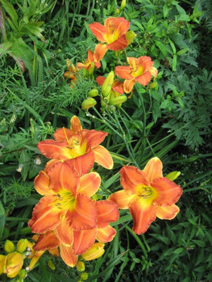 Slg. 'Bernsteinjuwel'_1909.jpg