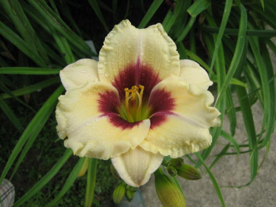 Beckmann-Slg. 'Grandezza'_6011.jpg
