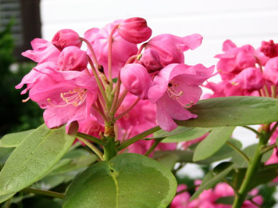 Rhodo_orbiculare_28-4-07.jpg